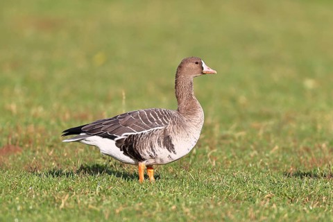 White-fronted goose (Anser albifrons), standing in a meadow in the wintering area, wildlife,