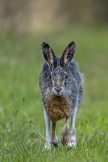 In the evening, the brown hare (Lepus europaeus) leaves its nest in the forest and hops to the