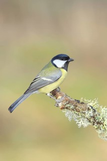 Great Tit (Parus major), sitting on a branch overgrown with moss and lichen, Wildlife, Animals,