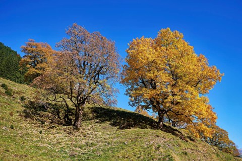 Old sycamore maple (Acer pseudo plantanus), in autumnal discolouration, Canton Glarus, Switzerland