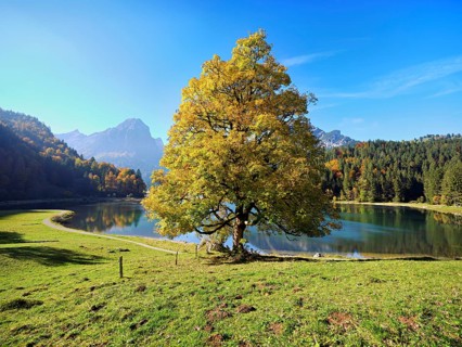 Autumn-coloured sycamore maple (Acer pseudo plantanus), at Obersee, Näfels, Canton Glarus,