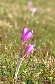 Autumn crocus (Colchicum autumnale), half-opened flowers in a meadow, endangered, protected