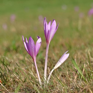 Autumn crocus (Colchicum autumnale), half-opened flowers in a meadow, endangered, protected