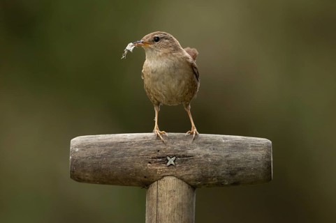 Eurasian wren (Troglodytes troglodytes) adult garden bird on a fork handle with nest material in
