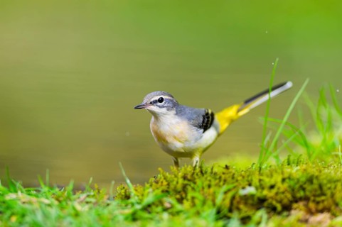 Grey Wagtail (Motacilla cinerea) hunting at a little lake in a swamp, wildlife, Germany