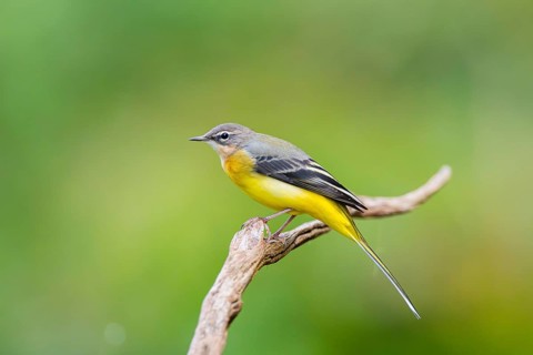 Grey Wagtail (Motacilla cinerea) sitting on a branch, wildlife, Germany