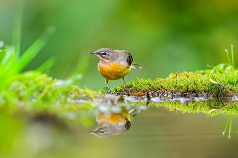 Grey Wagtail (Motacilla cinerea) hunting at a little lake in a swamp, wildlife, Germany