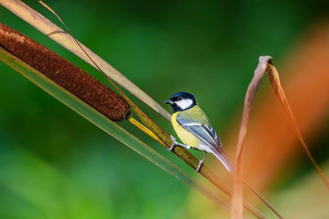 Great tit (Parus major) sitting on stem of a reed at a swamp, Bavaria, Germany