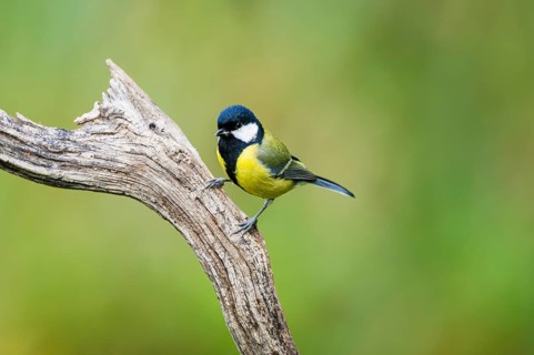 Great tit (Parus major) sitting on an old wood at a swamp, Bavaria, Germany