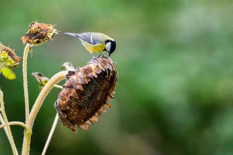 Great tit (Parus major) sitting on an old sunflower blossom with seeds inside, Bavaria, Germany