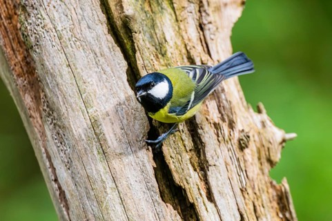 Great tit (Parus major) sitting on an old wrotten tree trunk at a swamp, Bavaria, Germany