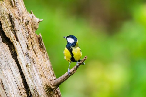 Great tit (Parus major) sitting on a branch of an old wrotten tree trunk at a swamp, Bavaria,