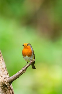 European robin (Erithacus rubecula) sitting on an old wooden branch, Bavaria, Germany