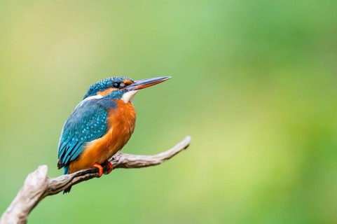 Common kingfisher (Alcedo atthis) sitting on an old wooden branch in late summer, wildife, Bavaria,