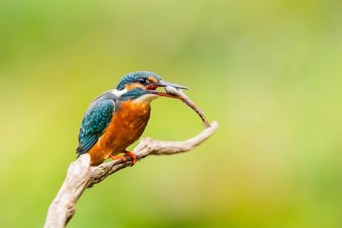 Common kingfisher (Alcedo atthis) sitting on an old wooden branch eating his fresh cought fish in