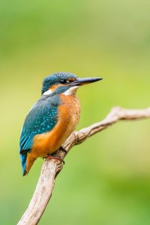 Common kingfisher (Alcedo atthis) sitting on an old wooden branch in late summer, wildife, Bavaria,