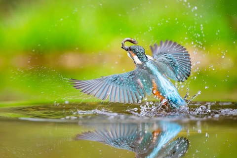 Common kingfisher (Alcedo atthis) flying out of the water with a fresh cought fish in his beak in