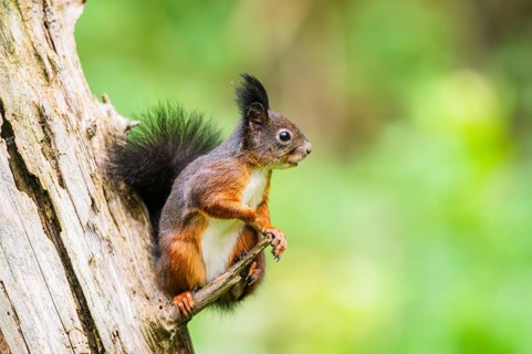 Red squirrel (Sciurus vulgaris) sitting on an old wrotten tree trunk in a forest, Bavaria, Gernany