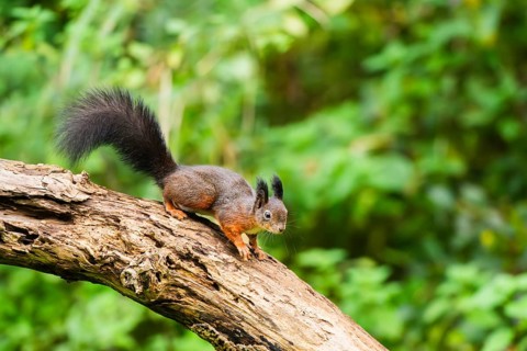 Red squirrel (Sciurus vulgaris) sitting on an old wrotten tree trunk in a forest, Bavaria, Gernany