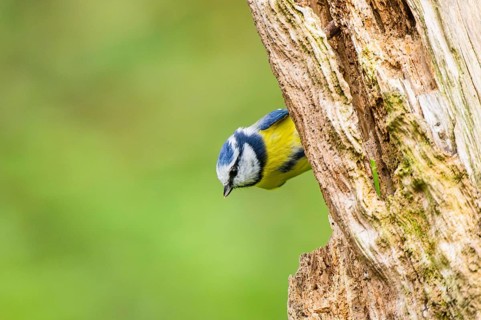 Eurasian blue tit (Cyanistes caeruleus) sitting on an old wrotten tree trunk at a swamp, Bavaria,