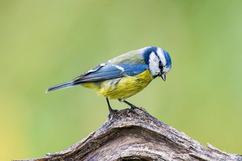 Eurasian blue tit (Cyanistes caeruleus) sitting on an old wood at a swamp, Bavaria, Germany