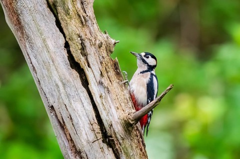 Great spotted woodpecker (Dendrocopos major) sitting on an old wrotten tree trunk in late summer,