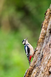 Great spotted woodpecker (Dendrocopos major) sitting on an old wrotten tree trunk in late summer,