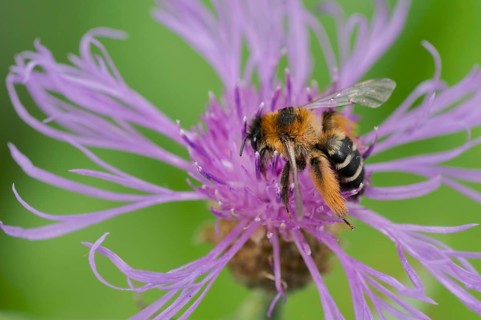 Brown-rumped trouser bee (Dasypoda hirtipes) on knapweed flower, Lower Saxony, Germany