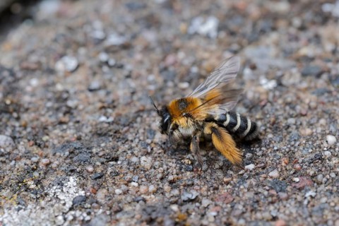Brown-rumped trouser bee (Dasypoda hirtipes) on sandy soil, Lower Saxony, Germany