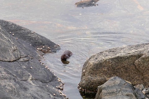 The American Mink (Mustela vison) is a graceful predator that lives by the sea in Norway near Bodø