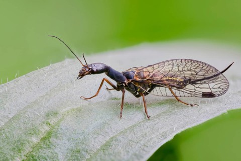 Spotted camel neckfly, Phaeostigma notata, Spotted Snakefly, Lower Saxony, Germany