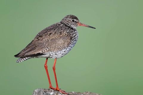 Redshank (Tringa totanus) sitting on a pole, Lower Saxony, Germany