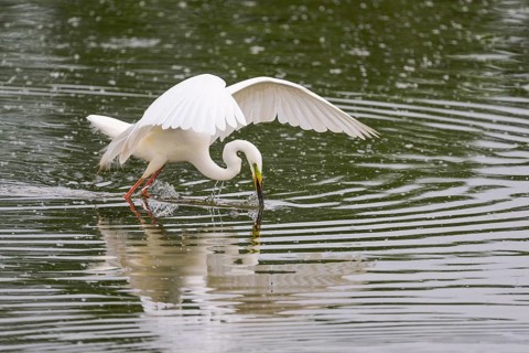 Great Egret Modesta, Ardea alba modesta, European Great White Egret Modesta, Lower Saxony, Germany