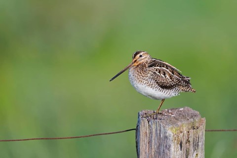 Common snipe (Gallinago gallinago) sitting on a pole, Lower Saxony, Germany