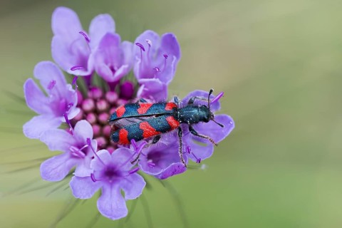 Bee beetle (Trichodes apiarius) on flower, Corfu, Greece