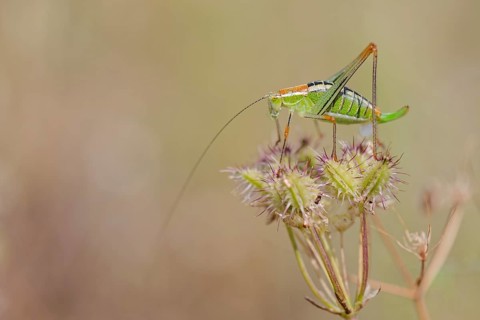 Locust Nymph, Poecilimon mytilenensis, Nymph Mytilene Bright Bush-cricket, Corfu, Greece