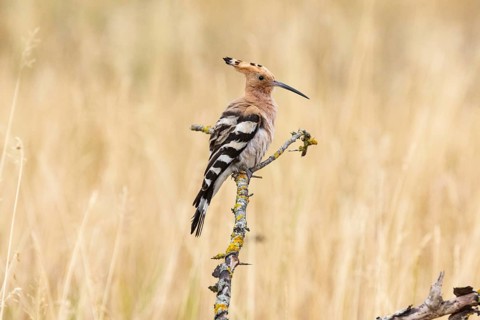 Hoopoe (Upupa epops) Hungary