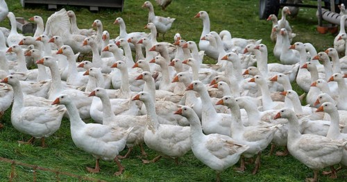 Free-range fattening geese (Anser anser domesticus) in a meadow, Bullach, Middle Franconia,
