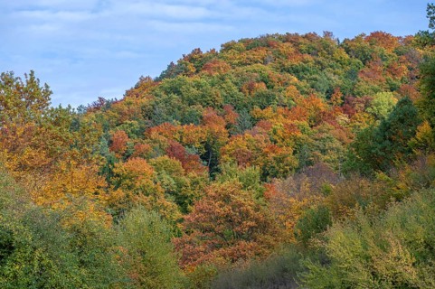 Mixed autumn forest, cloudy sky, Happurg, Middle Franconia, Bavaria, Germany