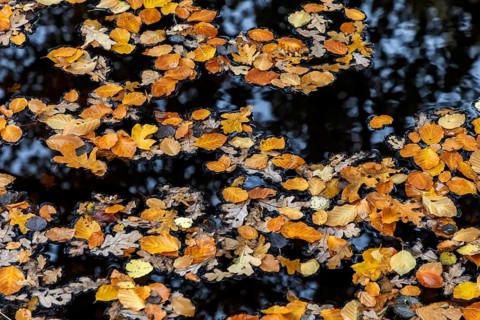 Autumn leaves, autumn-colored leaves floating on moor water, Osterwald, Zingst,