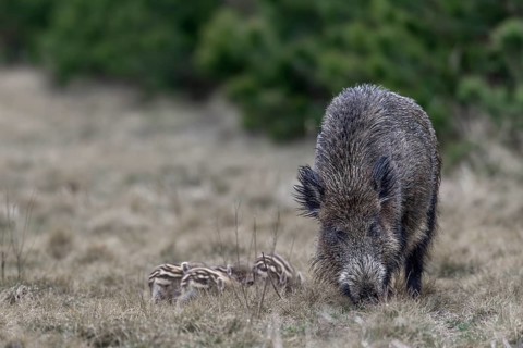 Wild boar (Sus scrofa) with its very young offspring in a forest aisle, sweet, cute, rearing young,