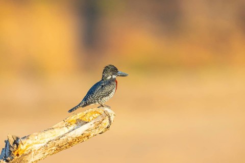 Giant kingfisher (Alcedo atthis) Zambia August