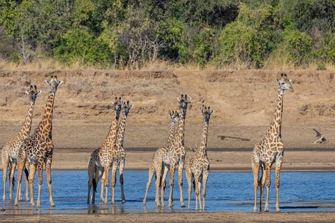 Thornicroft giraffe (Giraffa camelopardalis thornicrofti) crossing the Luangwa River Zambia August