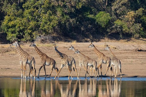 Thornicroft's Giraffe (Giraffa camelopardalis thornicrofti) Luangwa River Zambia August