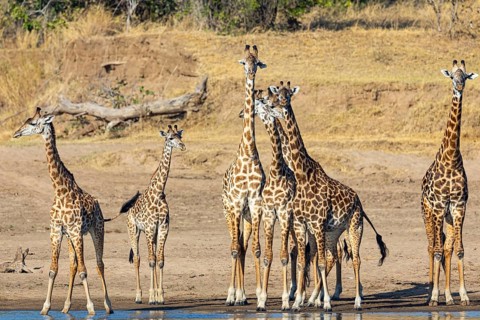 Thornicroft's Giraffe (Giraffa camelopardalis thornicrofti) Luangwa River valley Zambia August