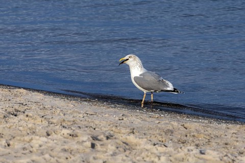 Seagull (Larinae) on the beach, eating a fish, Fischland-Darß-Zingst, Baltic Sea,