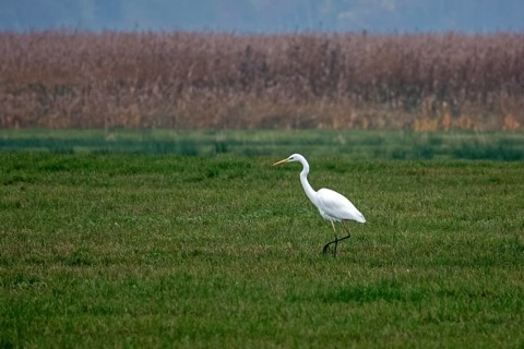 Great White Egret (Ardea alba) in a field, near Zingst, Fischland-Darß-Zingst, Western Pomerania
