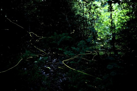 False firefly (Lamprohiza splendidula) Firefly, flying in search of mate, long exposure, stitched