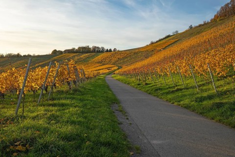 The vineyards in the Remstal near Korb in the Rems-Murr district show all their colors in autumn.