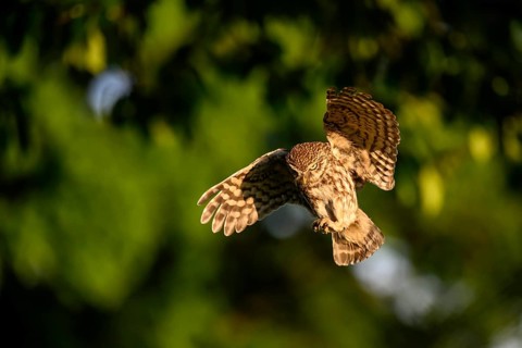 Little owl (Athene noctua), endangered species, owl, flying, Teutoburg Forest, Osnabrücker Land,